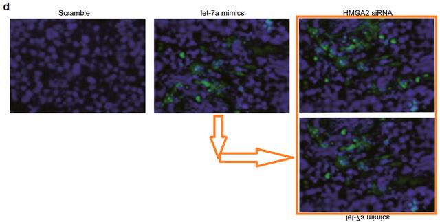 吉林大学第一医院多篇SCI”上榜”PubPeer