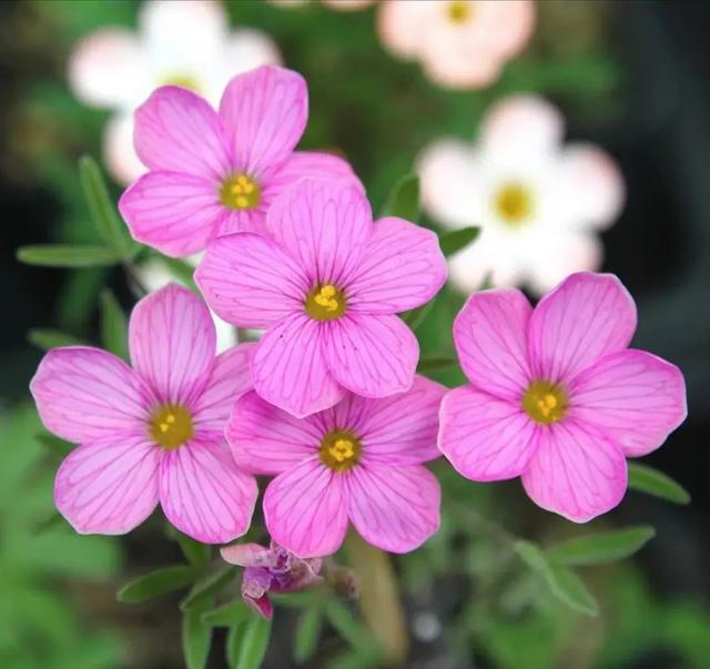 酢浆草|长发飘飘 or 纤细苗条，多毛酢浆草家族等