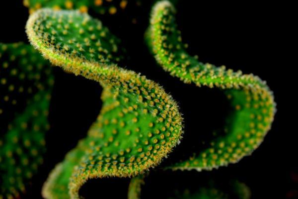 植物|上海：多肉植物的韵律之美