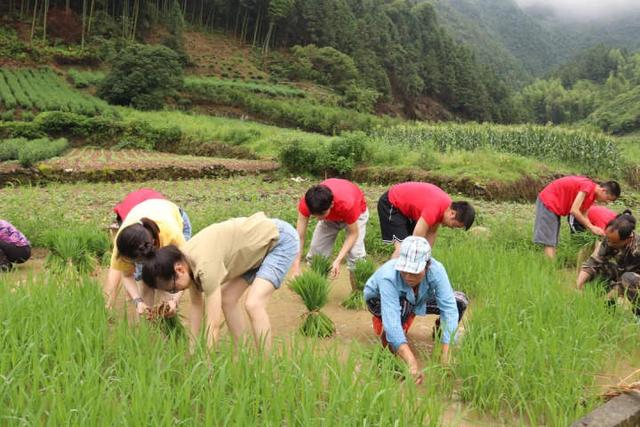 义乌|暑期实践 | 插秧除草、驰援河南、探访市场党建……浙商大学子这样开展暑期实践