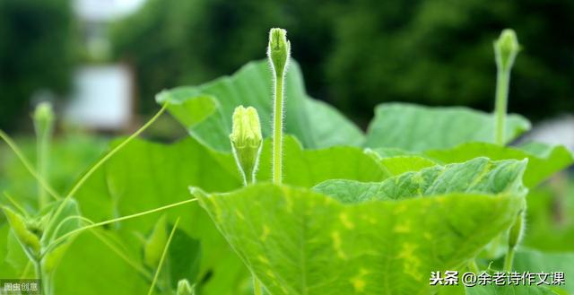 【超级宝妈】孩子写作文，怎么写好世间事物？《乡下人家》给出5点重要启发