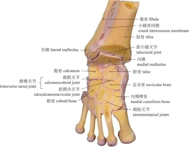 高清图谱 :运动系统：骨连结