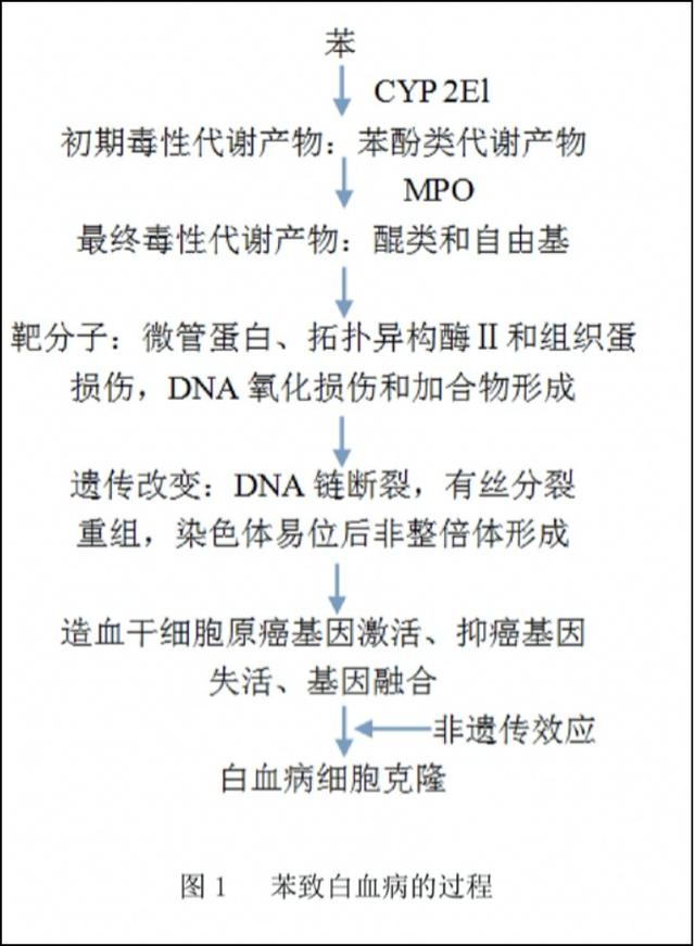 白血病|为什么总有孩子得白血病？这样的家庭患病几率陡增