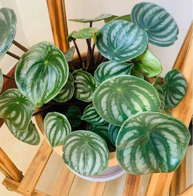 冬天就养耐阴花，没光也能开爆盆，扔角落自己疯长