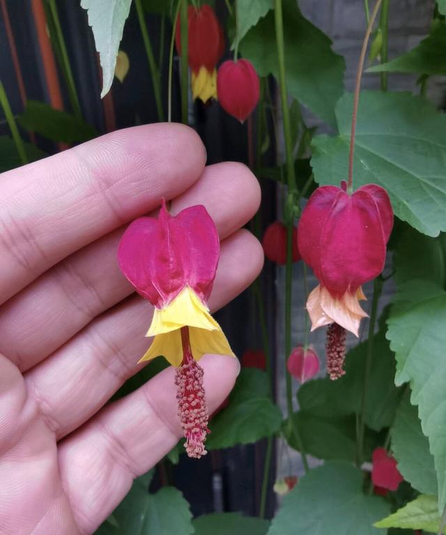 此花长得超像“红灯笼”，连灯穗都用，一年365天“反复”开花