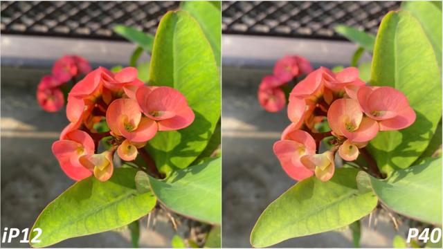 iPhone12Pro和华为P40Pro拍照对比：差距比较大