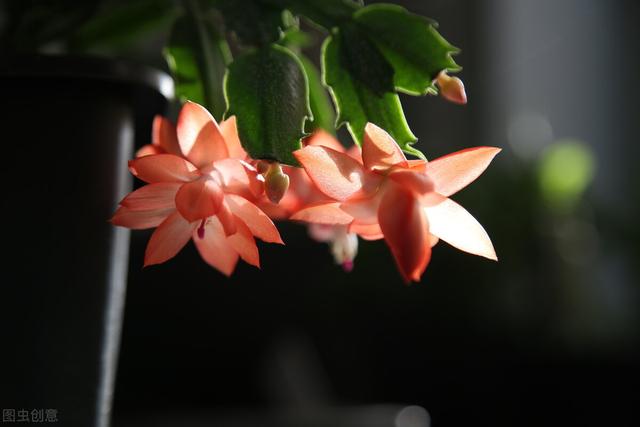 蟹爪兰开完花，3步就能打开复花“开关”，真的很简单