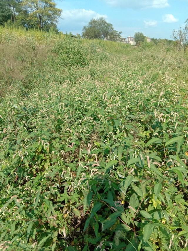 野草于我都是宝