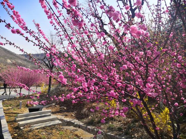 『约吗旅行』迎着春光，赴一场花海之约~