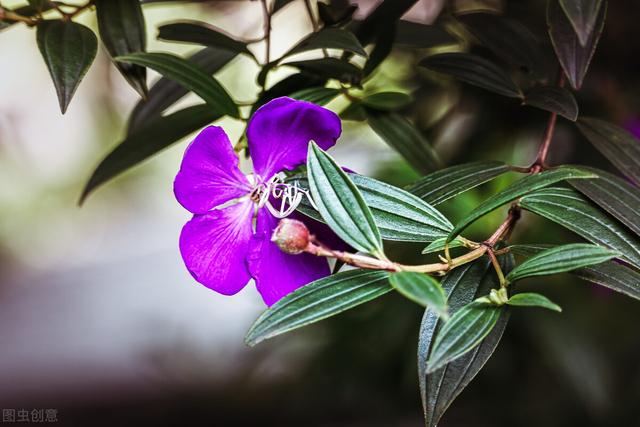 它也叫牡丹，比真牡丹便宜，是我认为的“宝藏花卉”
