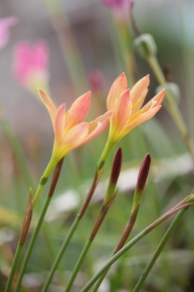 风雨兰为什么不开花？把“两点”做好，自然就开花，一茬一茬开