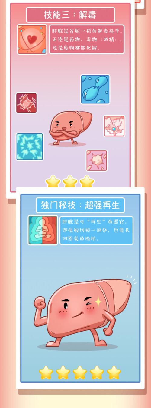 肝脏|肝脏受伤全过程
