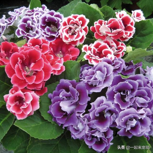 家里种上4种花，好看又好养，花开满枝头，新手也会养