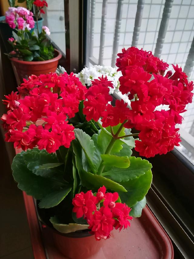 影响长寿花开花的不仅仅是肥料，还要注意这3点，你做到了吗？