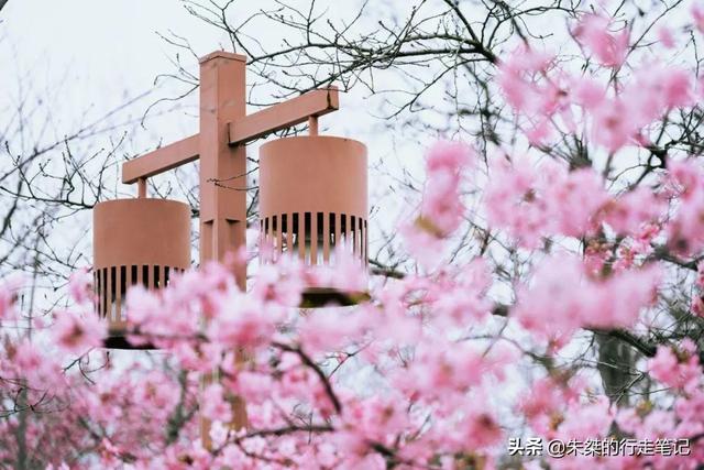 #趣旅游#园内3万多株樱花树 为世界三大赏樱胜地之一 最美花期却仅有七天