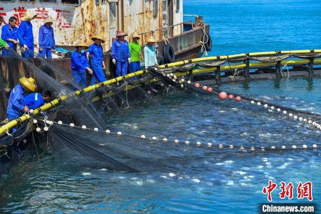 云飞|2020年海南省水海产品出口量稳步增长