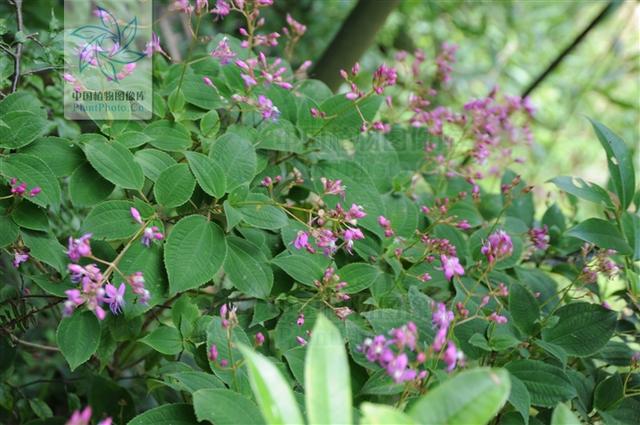 活血丹，见过吗？祛风利湿。治风湿性关节炎