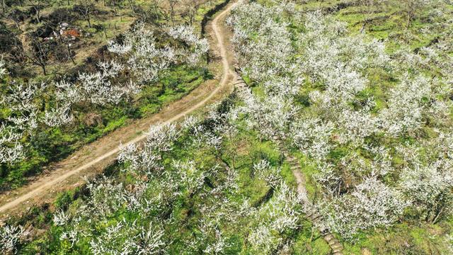 [玩乐足迹]【花开天府 安逸四川】泸州古蔺：一夜春风至 万树梨花开