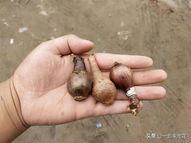 2种漂亮花，现在养一盆，明年收一堆，开花美极了