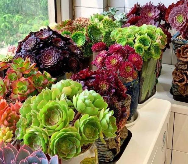 多肉，懒人花友的“心头好”，上班族的“小萌宠”，好看又好养