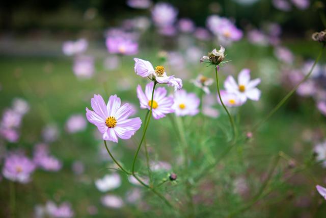 高颜值担当，唯卓仕 23mm &amp; 33mm EOS-M版