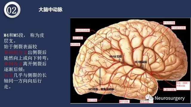 头颈动脉系统相关解剖