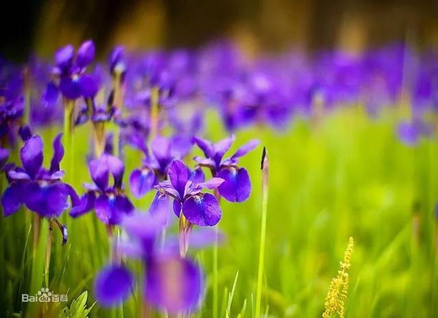 大咖分享 | 蓝色花境植物有那些？