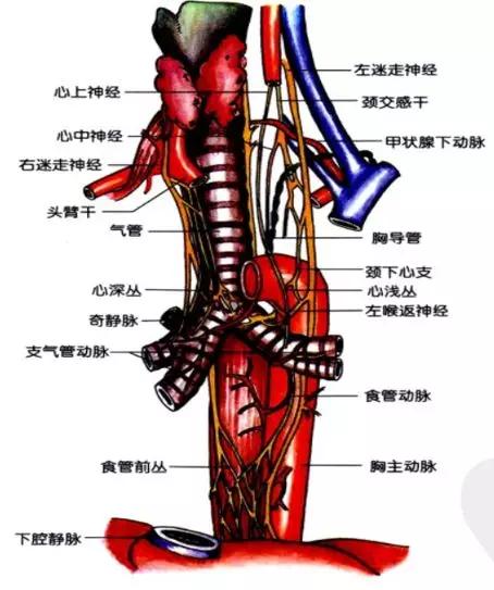 6种常见纵隔肿瘤的影像解读与鉴别要点，一文击破