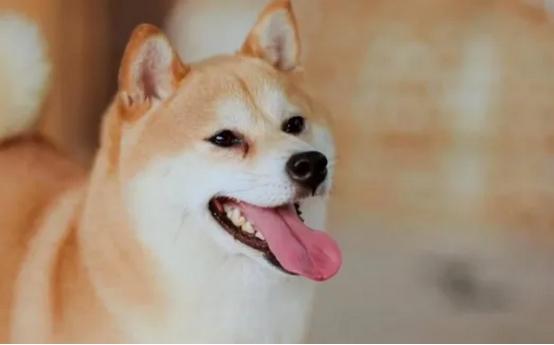 《向往》的两条狗怎么了？泪痕明显没活力，状态大不如前资讯早知道