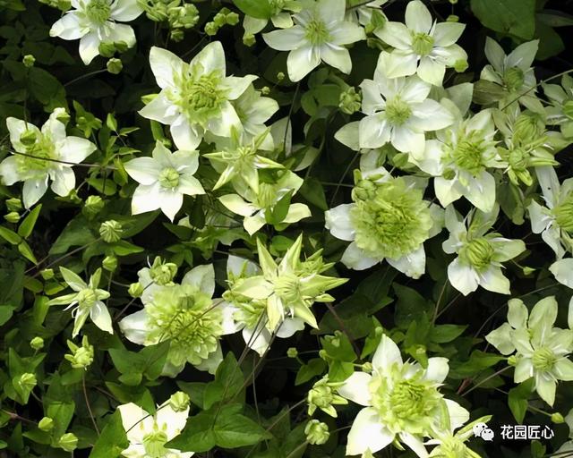 硬核开花机器，“铁线莲”来袭，绝对撞击你的心灵