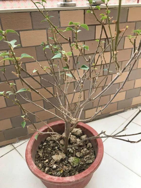 长寿花|这花就得饿着养，盆小水少，叶子越剪长得越旺！