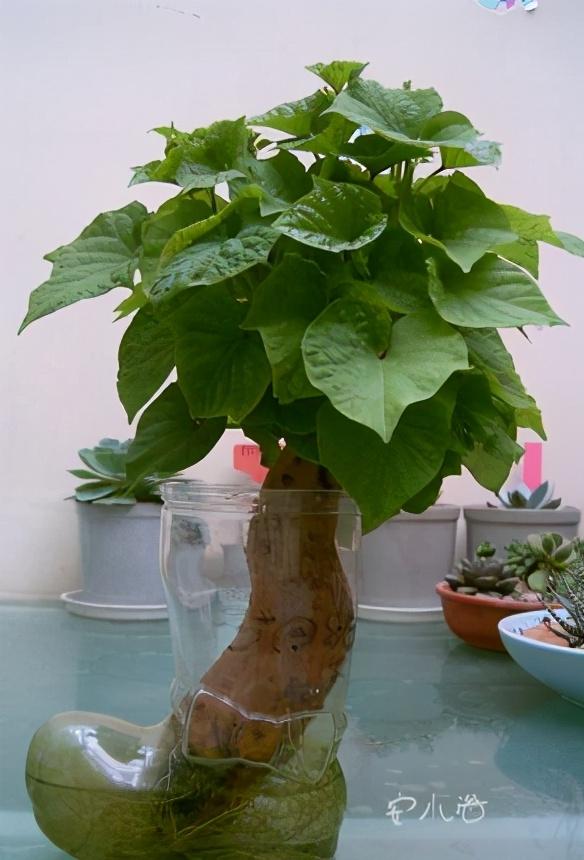 冬天里的烤红薯最受欢迎，那么如何自己在家做一个地瓜盆栽？