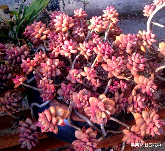 4种花，小苗“很便宜”，越养越“值钱”，聪明花友都喜欢