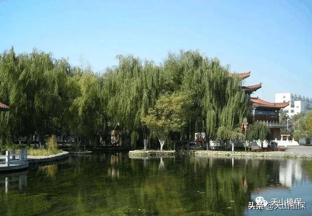 『旅行柚子君』待“疫”去春来,在新疆乌鲁木齐等你