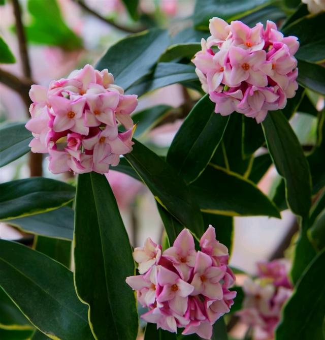 2种“喜冷花”，花期主要在冬季，好养又漂亮，开花特别香