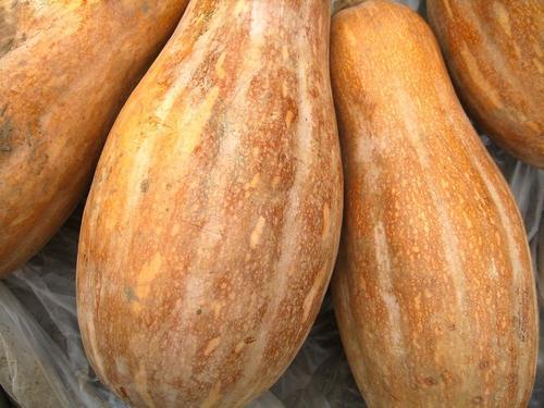 里面|这几种毒蔬菜吃了会后悔，不利于健康