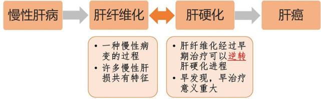 肝脏|肝纤维化如何治疗？能否逆转？抗肝纤维化能做些什么？医生告诉你