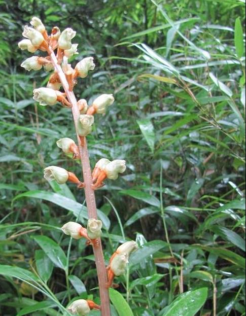 神农本草图经 青芝 赤芝 黄芝 白芝 黑芝 赤箭 茯苓 松脂