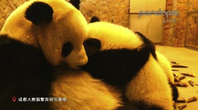 你的育儿经|出彩“滚滚”| 其实“滚滚”也有带娃的烦恼......