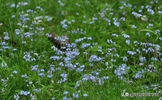 #超级宝妈#你认识路边那些星星般的蓝色小花?别再用“不知道”打发孩子了