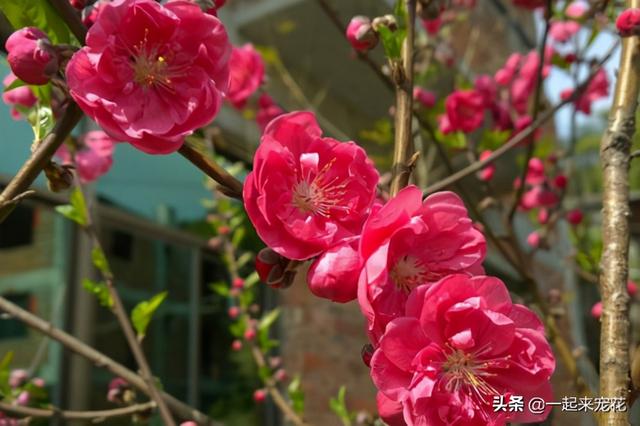 有个小院子，定要养棵耐寒花，一到冬天就开花，人人见了都夸美