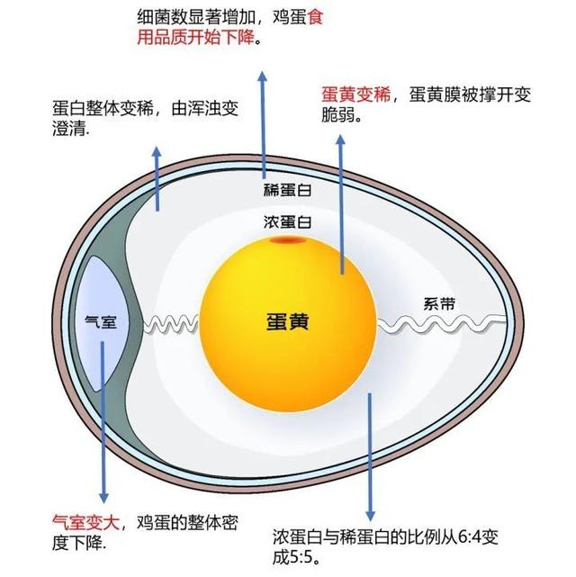 鸡蛋放冰箱，最长能放多久？