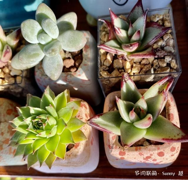 吹响多肉的号角，默默养我的菜