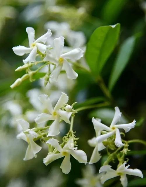 茉莉有超多品种，个顶个的花香浓郁、开花多，不养几盆真是可惜了