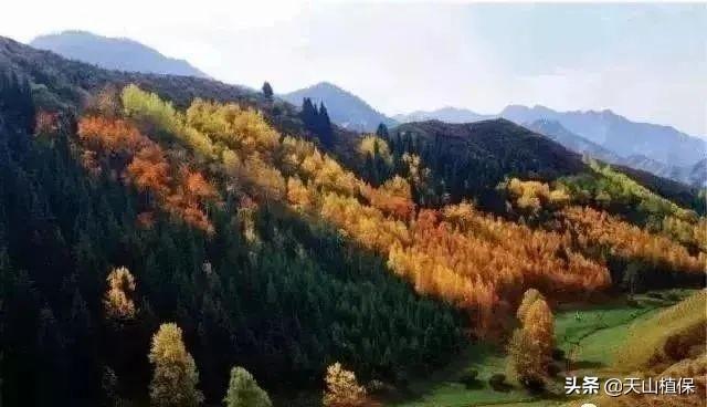 『旅行柚子君』待“疫”去春来,在新疆乌鲁木齐等你