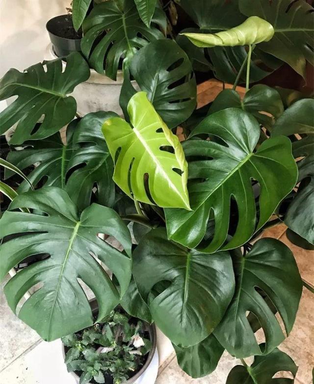 养了3年的龟背竹，冬天也给“浇点肥”，蹭蹭冒出4片新叶子