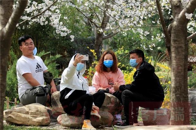 #世界那么大#鄢陵万余棵樱花争相绽放 如云似雪