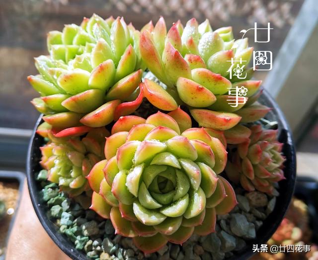 “控养”多肉有条件，“3要5不要”，做对肥美，做错变瘦不长个