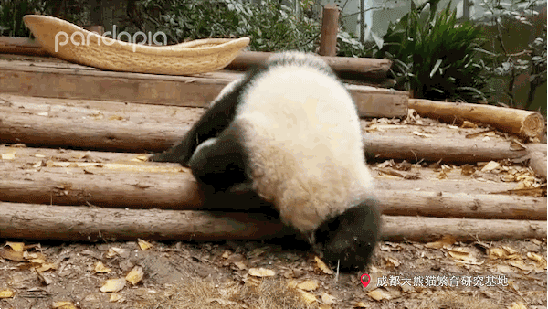 你的育儿经@抱娃有什么技巧，我怎么就抱不起来呢？