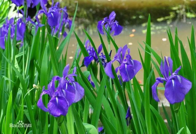 大咖分享 | 蓝色花境植物有那些？